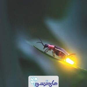 فرق حشره کش سیستمیک و غیر سیستمیک