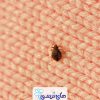 مسمومیت با سموم حشره کش